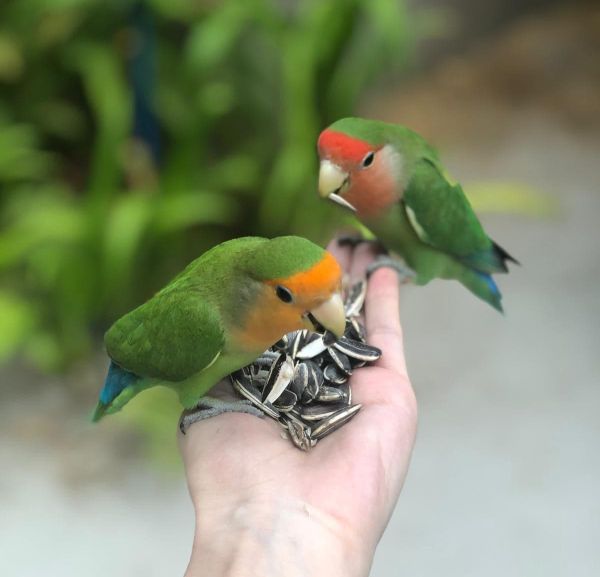 Paradisul din Oceanul Indian, protejat natural în faţa Covid-19